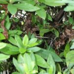 コガタスズメ蜂駆除！　２０２５年９月１８日　富山県射水市