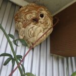 コガタスズメ蜂駆除！　２０２５年９月２６日　富山県砺波市