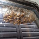 セグロアシナガ蜂駆除！　２０２５年１０月８日　富山県射水市