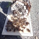 コガタスズメ蜂駆除！　2025年10月20日　富山県射水市