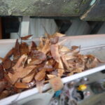 雨どい詰まり調査！　２０２５年１１月５日　富山県高岡市