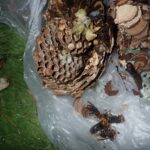 コガタスズメ蜂駆除！　2025年11月10日　富山県射水市