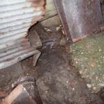 アナグマ調査！　２０２５年１１月１１日　富山県射水市