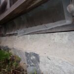 ハクビシン調査！　２０２５年１１月１１日　富山県砺波市