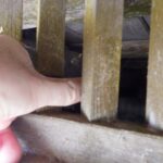 ネズミ調査！　２０２５年１１月１８日　富山県射水市