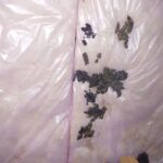 ハクビシン調査！　２０２５年１１月２４日　富山県砺波市