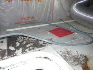 ハクビシン侵入後の天井裏清掃！　2025年12月1日　富山県射水市