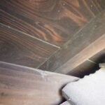 ハクビシン調査！　２０２５年１２月９日　富山県砺波市