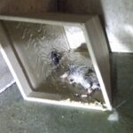 ネズミ駆除作業！　２０２５年１２月１９日　富山県射水市