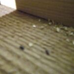 ネズミ調査！　2025年12月20日　富山県射水市