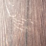 ハクビシン調査！　2025年12月23日　富山県射水市