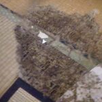 シロアリ調査！　2026年1月6日　富山県射水市