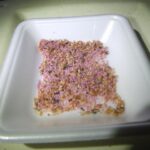 イタチ、ネズミ調査！　２０２６年１月８日　富山県南砺市