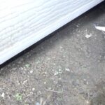 ハクビシン調査！　２０２６年１月１０日　富山県高岡市