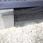 ハクビシン調査！　２０２６年１月１４日　富山県射水市