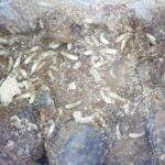 シロアリ駆除作業！　２０２６年１月２３日　富山県射水市