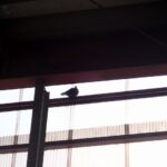 ハト調査！　２０２６年２月９日　富山県高岡市