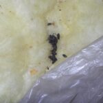 クマネズミ・コウモリ調査！　２０２６年２月２５日　富山県高岡市