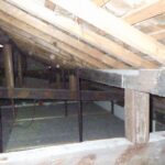 ハクビシン調査！　２０２６年３月３０日　富山県射水市