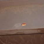 クマ蜂調査！　２０２６年４月２０日　富山県南砺市