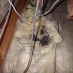 ハクビシン調査！　２０２６年４月２３日　富山県射水市