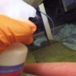 ハクビシン侵入口封鎖後の清掃！　2026年4月3日　富山県富山市