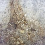 シロアリ調査！　２０２６年４月８日　富山県射水市