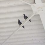 ハト調査！　防鳥ネット下見！　２０２６年４月１４日　富山県射水市