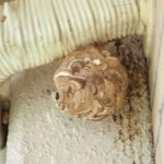 コガタスズメ蜂調査！　２０２６年８月３１日　富山県射水市