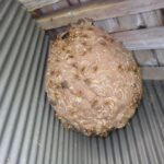 キイロスズメ蜂駆除作業！　2026年10月10日　富山県高岡市
